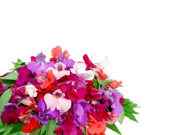 Balsam Blommor Vit Bakgrund Närbild Blomma Sammansättning Isolerade Bilden — Stockfoto