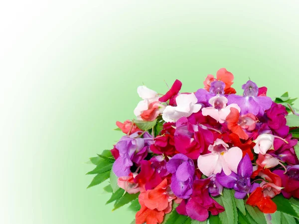 Flores Bálsamo Sobre Fondo Cal Cerca Composición Flores Imagen Aislada —  Fotos de Stock