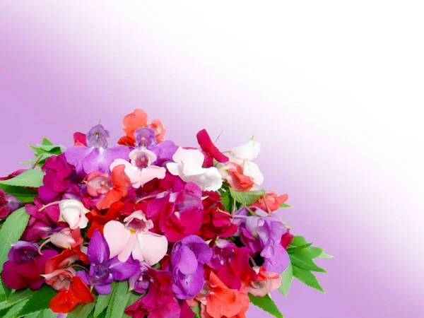 Las Flores Bálsamo Sobre Fondo Lila Cerca Composición Flor Imagen —  Fotos de Stock