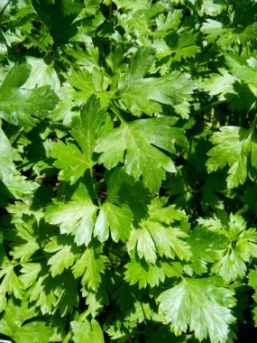 Sulu maydanoz bir yatağa yakın bırakır. Maydanoz mutfak Bahçe.