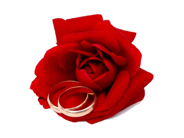 Rode Roos Met Trouwringen Bruiloft Stilleven Geïsoleerde Afbeelding — Stockfoto