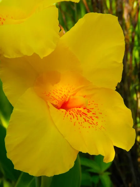 Flower Yellow Garden Cannes Close Canna Indica Cannes Indian Macro — Stock Photo, Image