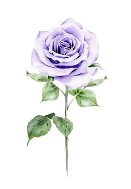 El boyalı Menekşe gül suluboya çizimi