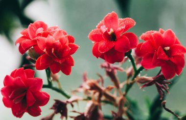 Kalanchoe Bloosfeldiana çiçeği yakın plan. Soyut arkaplan. Kopyalama, metin, sözcükleriniz için arkaplanda boşluk.