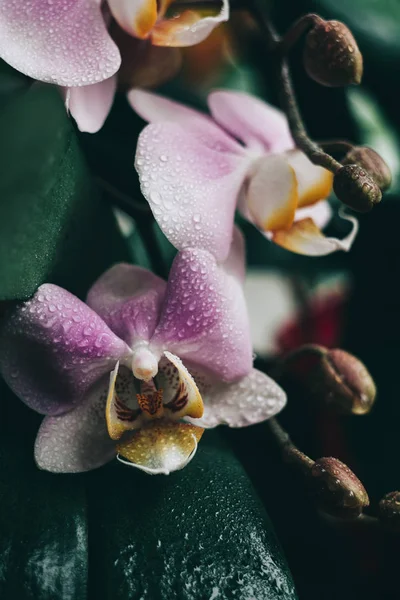Çiçekli Mor Orkide Flora Doğa Doğadaki Phalenopsis — Stok fotoğraf