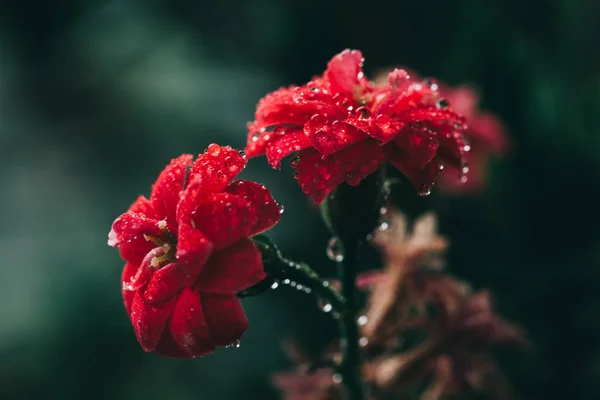 Kalanchoe Bloosfeldiana Çiçeği Yakın Plan Soyut Arkaplan Kopyalama Metin Sözcükleriniz — Stok fotoğraf