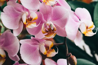 Çiçekli mor orkide. Flora, doğa. Ya da doğadaki Phalenopsis.