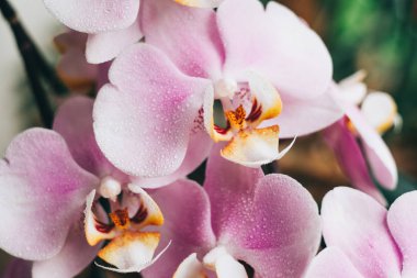 Çiçekli mor orkide. Flora, doğa. Ya da doğadaki Phalenopsis.