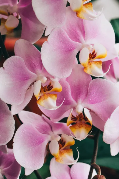 Çiçekli mor orkide. Flora, doğa. Ya da doğadaki Phalenopsis.