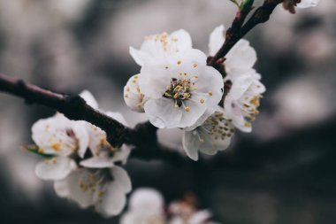 Kayısı ağacı çiçekleri. Ağaç dalında bahar beyaz çiçekleri. Çiçek açmış kayısı ağacı. Yılın bahar mevsimleri. Kayısı ağacının beyaz çiçekleri