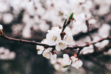 Kayısı ağacı çiçekleri. Ağaç dalında bahar beyaz çiçekleri. Çiçek açmış kayısı ağacı. Yılın bahar mevsimleri. Kayısı ağacının beyaz çiçekleri