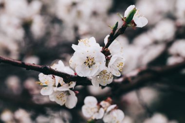 Kayısı ağacı çiçekleri. Ağaç dalında bahar beyaz çiçekleri. Çiçek açmış kayısı ağacı. Yılın bahar mevsimleri. Kayısı ağacının beyaz çiçekleri