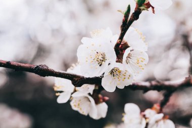 Kayısı ağacı çiçekleri. Ağaç dalında bahar beyaz çiçekleri. Çiçek açmış kayısı ağacı. Yılın bahar mevsimleri. Kayısı ağacının beyaz çiçekleri