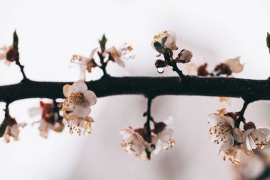 Kayısı ağacı çiçekleri. Ağaç dalında bahar beyaz çiçekleri. Çiçek açmış kayısı ağacı. Yılın bahar mevsimleri. Kayısı ağacının beyaz çiçekleri