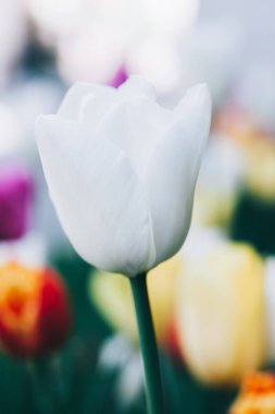 Güzel beyaz çiçek lalesi yakın plan. Soyut arkaplan. Çiçek arkaplan, bahçe çiçekleri.