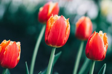 Güzel kırmızı laleler. Yatay soyut arkaplan. Çiçek arkaplan, bahçe çiçekleri. 