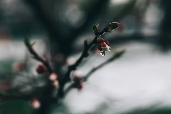 Apricot tree flowers. Spring white flowers on a tree branch. Apricot tree in bloom. Spring seasons time of year. White flowers of apricot tree