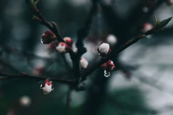 Kayısı Ağacı Çiçekleri Ağaç Dalında Bahar Beyaz Çiçekleri Çiçek Açmış — Stok fotoğraf