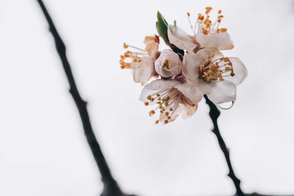 Fleurs Abricot Fleurs Blanches Printanières Sur Une Branche Arbre Abricot — Photo