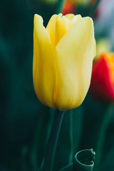 Beautiful yellow flower tulip. Tulips closeup. Flower background, garden flower. Space in background for copy, text, your words.