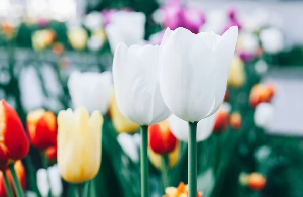 Beautiful white flower tulip close-up. Abstract background. Flower background, garden flowers.