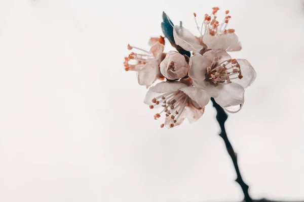 Çiçek Açmış Kayısı Ağacı Ağaç Dalında Bahar Beyaz Çiçekleri Kayısı — Stok fotoğraf