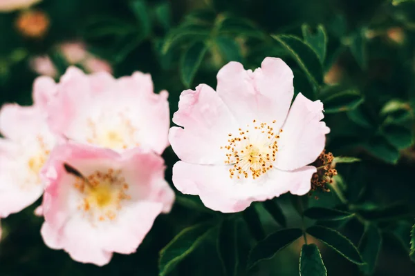 Rosa multiflora, Rosa polyantha. Flower background, garden flowers. Horizontal summer flowers art background. Space in background for copy, text, your words.