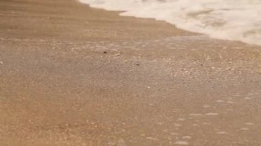 Öğleden sonra güneşinde altın kum plajı, havada deniz esintisi, uzun düz dalgalar, kumsalın yan manzarası. Güzel sahil ve deniz. Renkli Okyanus Dalgası. Deniz suyu 