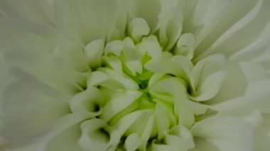 Güzel bir kasımpatı buketi. Bahçe çiçekli video. Yatay çiçek görüntüsü