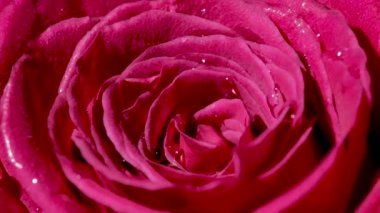 Gül çiçeği yakın plan. Bir damla suyla yalıtılmış güzel bir gül çiçeği..