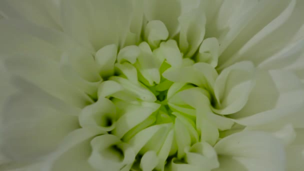 Bellissimo Bouquet Crisantemi Video Con Fiori Giardino Filmati Fiori Orizzontali — Video Stock