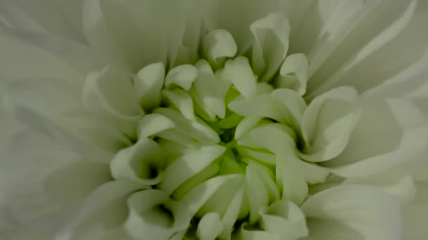 Hermoso Ramo Crisantemo Video Con Flores Jardín Imágenes Flores Horizontales — Vídeo de stock