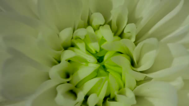 Beautiful Chrysanthemum Bouquet Video Garden Flowers Horizontal Flowers Footage — Stock Video