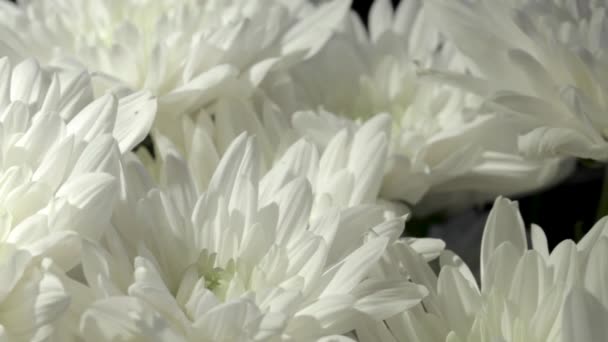 Belo Buquê Crisântemo Vídeo Com Flores Jardim Imagens Horizontais Flores — Vídeo de Stock