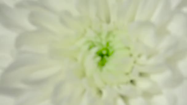 Beautiful Chrysanthemum Bouquet Video Garden Flowers Horizontal Flowers Footage — Stock Video