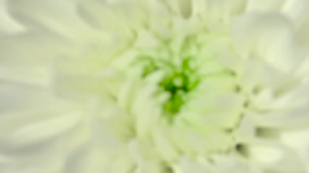 Piękny Bukiet Chryzantemy Wideo Kwiatami Ogrodowymi Poziomy Materiał Kwiatowy — Wideo stockowe
