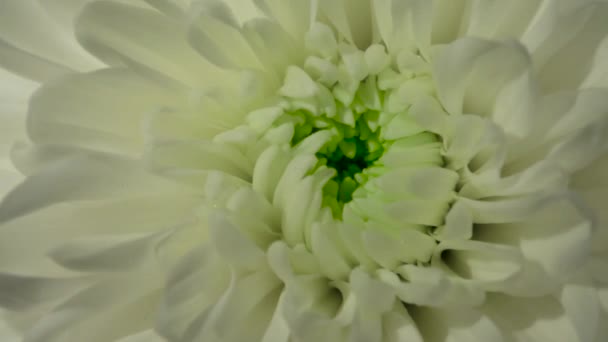 Krásná Kytice Chryzantémy Video Zahradními Květinami Záběry Horizontálních Květin — Stock video