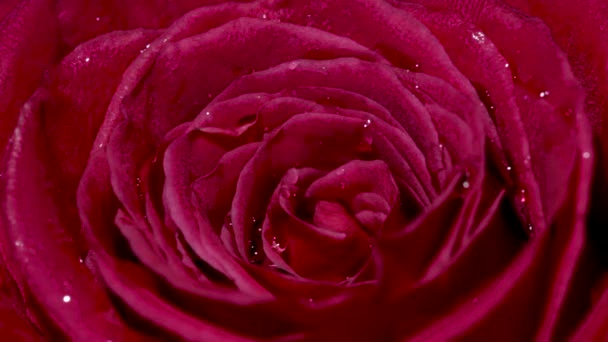 Primer Plano Flor Rosa Aislado Hermosa Flor Rosa Con Gotas — Vídeos de Stock
