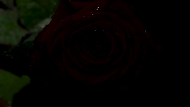 玫瑰花特写 离群索居的美丽玫瑰花 点缀一滴水 — 图库视频影像
