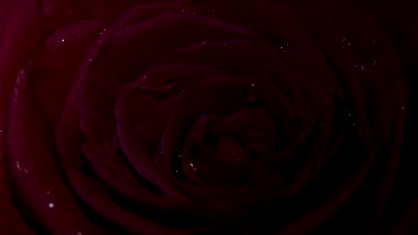 Rose Flor Close Isolado Bela Rosa Flor Com Gotas Água — Vídeo de Stock