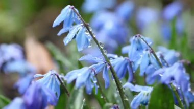 Su damlalı güzel taze kar damlaları. Renkli çiçekler. Bahar 