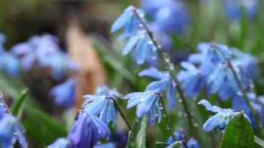 Su damlalı güzel taze kar damlaları. Renkli çiçekler. Bahar 