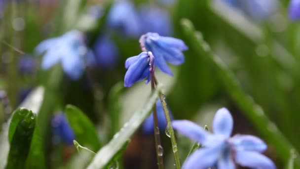 Vackra Fresh Snowdrops Med Vattendroppar Färgglada Blommor Våren — Stockvideo