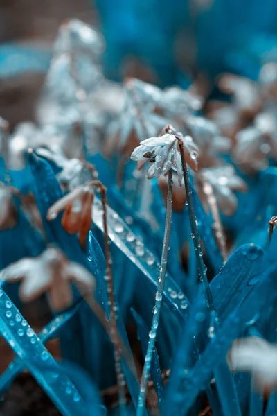 美しい新鮮な雪が降ります 色とりどりの花 美しい春の自然を背景に 創作様式 — ストック写真