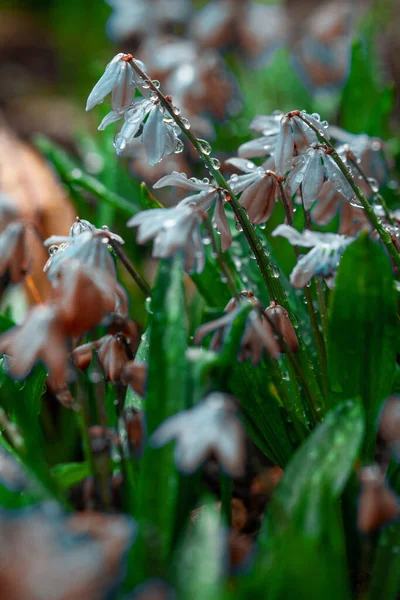 Vackra Fresh Snowdrops Färgglada Blommor Vacker Vår Natur Bakgrund Kreativ — Stockfoto