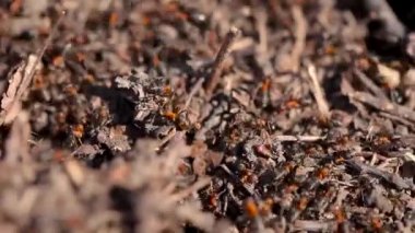 Bir sürü karınca. Koloni kapanıyor. Vahşi doğadaki böcek karınca. Makro yaşam. Organizasyon, gidiyor.