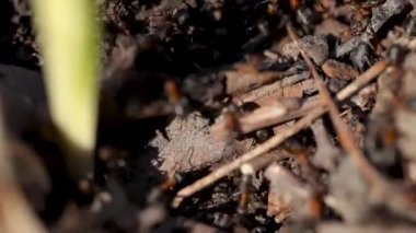 Bir sürü karınca. Koloni kapanıyor. Vahşi doğadaki böcek karınca. Makro yaşam. Organizasyon, gidiyor.