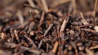 Bir sürü karınca. Koloni kapanıyor. Vahşi doğadaki böcek karınca. Makro yaşam. Organizasyon, gidiyor.