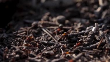 Bir sürü karınca. Koloni kapanıyor. Vahşi doğadaki böcek karınca. Makro yaşam. Organizasyon, gidiyor.