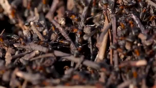 Veel Mieren Kolonie Dicht Insectenmier Het Wild Macro Leven Organisatie — Stockvideo